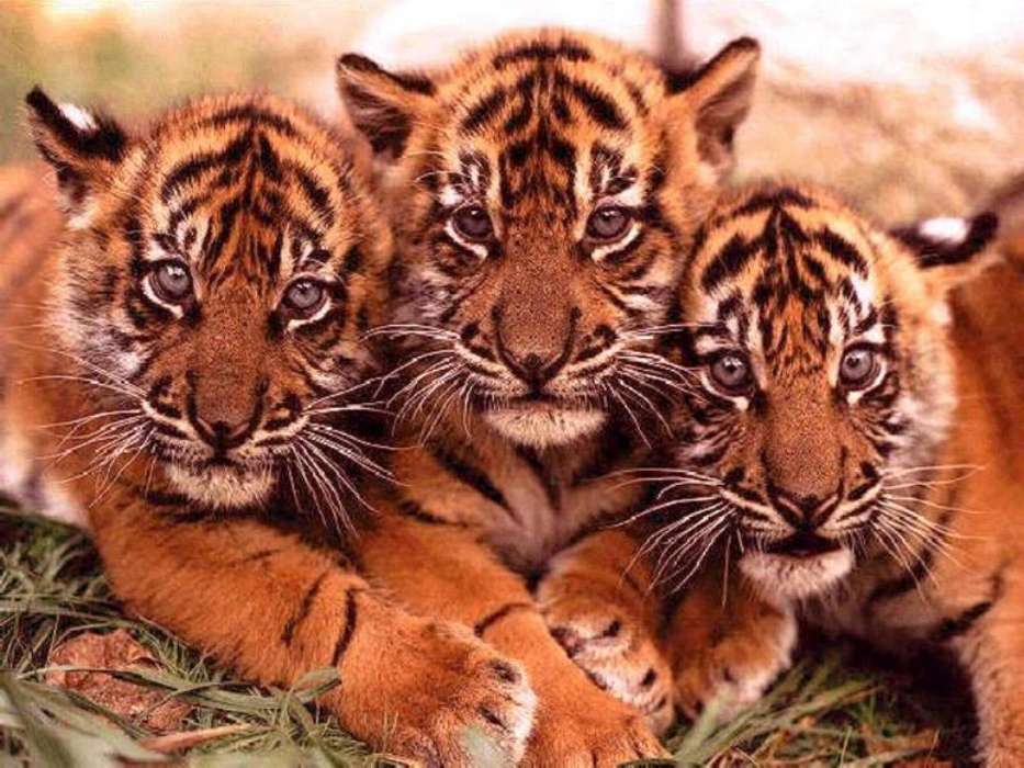Animais,Tigres