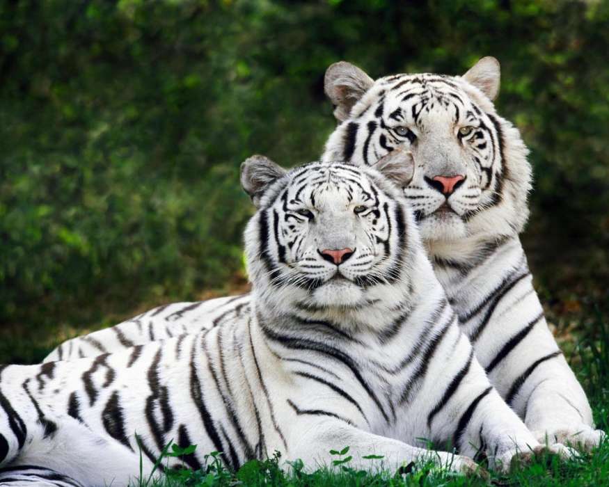Animais,Tigres