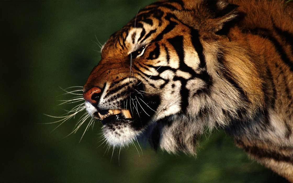 Tigres,Animais