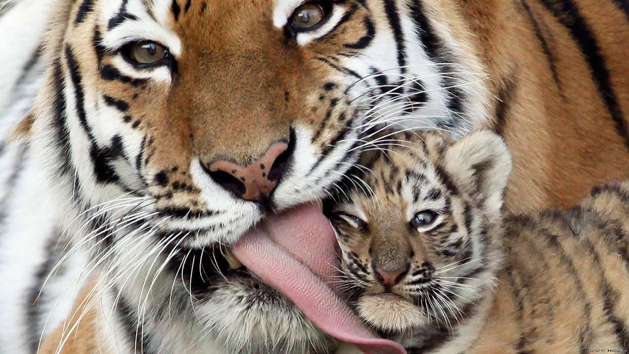 Tigres,Animais