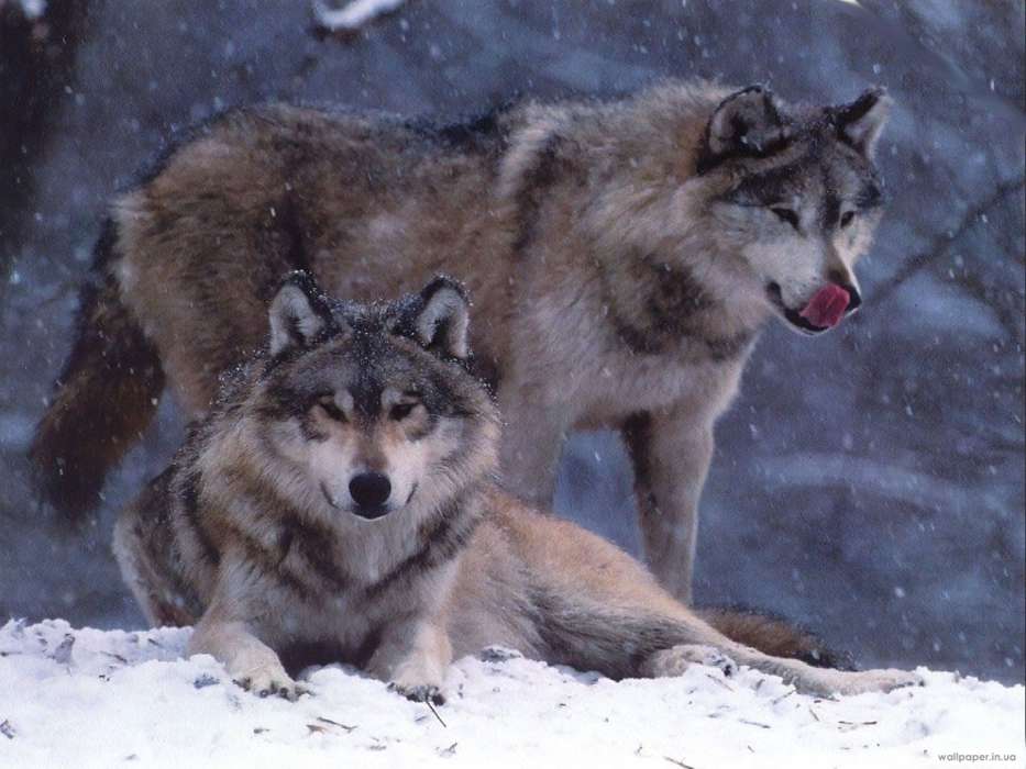 Animais,Lobos,Inverno