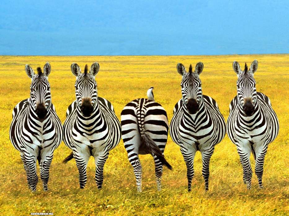 Engraçado,Animais,Zebra
