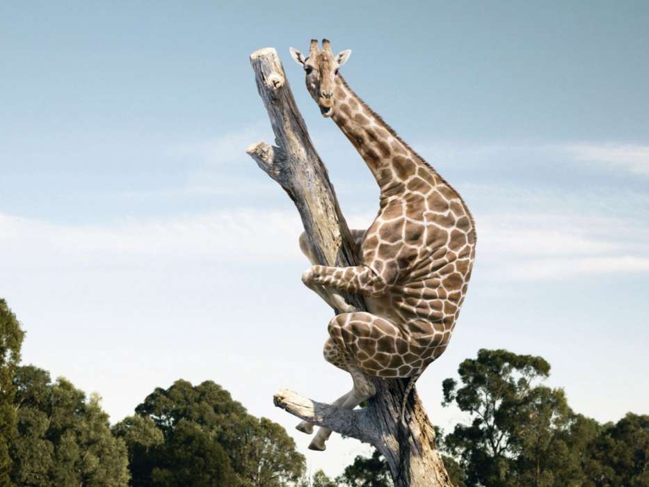 Engraçado,Girafas,Animais