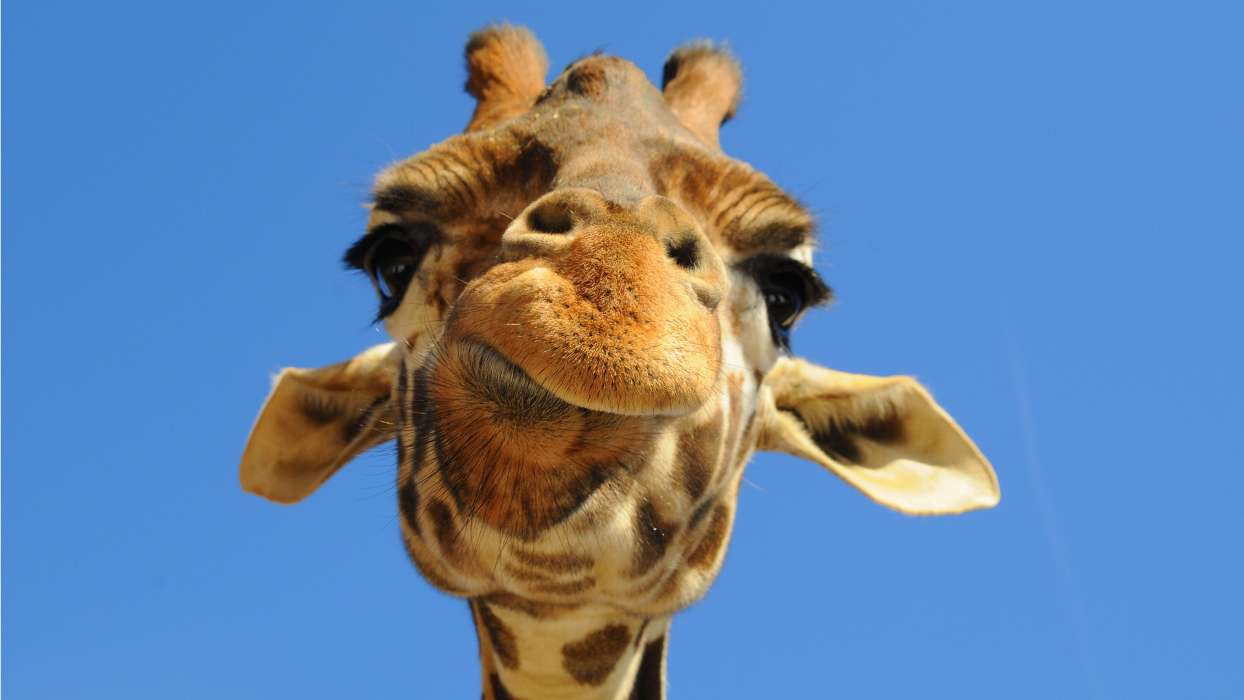 Engraçado,Animais,Girafas