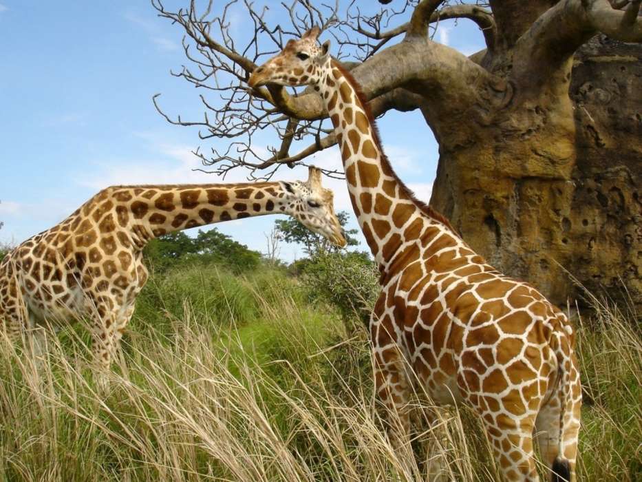 Girafas,Animais