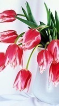Baixar a imagem 1024x600 para celular Plantas,Flores,Tulipas,Bouquets,8 de março, Dia Internacional da Mulher grátis.