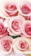 Baixar a imagem para celular Férias,Plantas,Flores,Rosas,Cartões postais,8 de março, Dia Internacional da Mulher grátis.