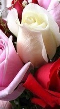 Baixar a imagem para celular Férias,Plantas,Flores,Rosas,Cartões postais,8 de março, Dia Internacional da Mulher grátis.