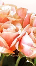 Baixar a imagem 540x960 para celular Plantas,Flores,Rosas,Cartões postais,8 de março, Dia Internacional da Mulher grátis.