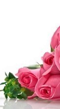 Baixar a imagem para celular Férias,Plantas,Flores,Rosas,8 de março, Dia Internacional da Mulher grátis.