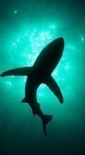 Sharks,Peixes,Animais para Sony Xperia SP