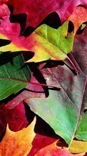 Plantas,Fundo,Outono,Folhas para Sony Xperia Z3 Plus
