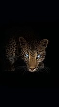 Baixar a imagem 1280x800 para celular Animais,Arte,Leopards grátis.