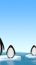 Animais,Pinguins,Imagens para Samsung Galaxy Nexus