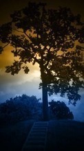 Paisagem,Árvores,Fotografia artística para Sony Xperia Z2 Tablet