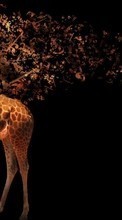 Baixar a imagem para celular Animais,Fundo,Fotografia artística,Girafas grátis.