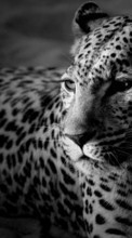 Baixar a imagem para celular Animais,Fotografia artística,Leopards grátis.