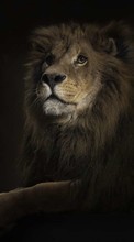 Animais,Fotografia artística,Lions para Xiaomi Redmi Note 2