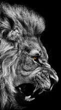 Baixar a imagem para celular Animais,Fotografia artística,Lions grátis.