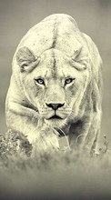 Baixar a imagem para celular Animais,Fotografia artística,Lions grátis.