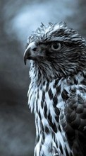 Baixar a imagem para celular Animais,Aves,Fotografia artística,Falcons grátis.