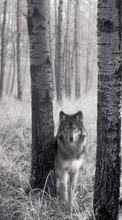 Baixar a imagem para celular Animais,Lobos,Fotografia artística grátis.