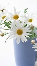 Baixar a imagem para celular Plantas,Flores,Cups,Camomila,Bouquets grátis.