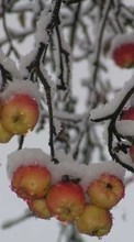 Plantas,Inverno,Frutas,Maçãs,Neve para LG BL40 New Chocolate