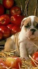 Animais,Cães,Maçãs para HTC Incredible S