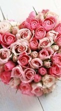 Baixar a imagem para celular Férias,Plantas,Flores,Rosas,Corações,Dia dos namorados,Bouquets grátis.