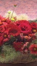 Baixar a imagem 480x800 para celular Férias,Plantas,Flores,Rosas,Crisântemo,Bouquets grátis.