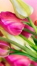 Plantas,Flores,Tulipas,Bouquets,Drops para HTC Desire 500