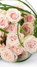 Baixar a imagem para celular Férias,Plantas,Flores,Rosas,Bouquets grátis.