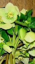 Plantas,Flores,Bouquets para Nokia Asha 210