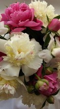 Baixar a imagem para celular Bouquets,Flores,Plantas grátis.