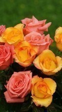 Baixar a imagem para celular Plantas,Flores,Rosas,Bouquets grátis.
