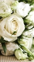 Bouquets,Flores,Plantas,Rosas para Samsung Star 3 s5220