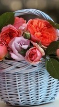 Baixar a imagem para celular Bouquets,Flores,Plantas,Rosas grátis.