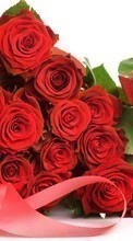 Bouquets,Flores,Plantas,Rosas para Apple iPhone 5