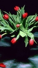 Plantas,Flores,Tulipas,Bouquets para Asus ZenFone Go ZC500TG