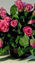 Baixar a imagem para celular Bouquets,Plantas,Rosas grátis.