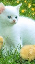 Animais,Gatos,Aves,Grama,Moças para HTC One SV