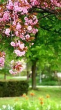 Plantas,Flores,Árvores,Sakura para Sony Ericsson Xperia X10