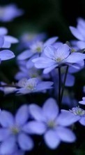 Flores,Violeta,Plantas para Asus Zenfone 4 A450CG