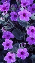 Baixar a imagem para celular Flores,Violeta,Plantas grátis.