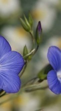 Baixar a imagem para celular Flores,Violeta,Plantas grátis.