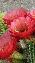 Baixar a imagem para celular Plantas,Cactus,Flores grátis.