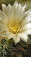 Flores,Cactus,Plantas para Fly ERA Life 7 Quad IQ4505