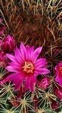 Baixar a imagem para celular Plantas,Cactus,Flores grátis.