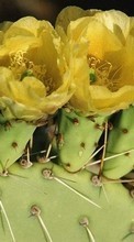 Baixar a imagem 240x400 para celular Plantas,Cactus,Flores grátis.